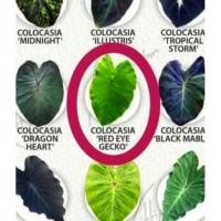 ราคา Colocasia Red Eyed Gecko (12160391998)