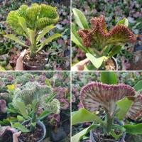 ราคา ต้นหยกเสริมโชค ต้นส้มเช้า ต้นหยก หยกนำโชค Crested ต้นส้มเช้า ต้นหยก หยกนำโชค Crested Euphorbia หยกนำโชค ต้นไม้มงคล (4540200162)