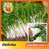 ราคา 5แถม1เมล็ดพันธุ์ขึ้นฉ่ายขาว 500เมล็ด เมล็ดพันธุ์คื่นฉ่าย เมล็ดผักต่างประเทศ เมล็ดผักสวนครัว เมล็ดพันธุ์คุณภาพ ปลูกง่าย (17599335236)