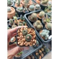 ราคา เฟเรีย Frailea perbella แคคตัส กระบองเพชร ไม้อวบน้ำ cactus&succulent (27337626612)
