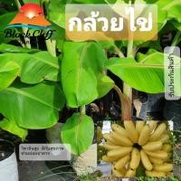 ราคา หน่อกล้วยไข่ กล้วยไข่ สวนเขาหมาก (9516572877)