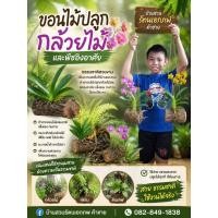 ราคา ขอนไม้ปลูกกล้วยไม้และไม้อิงอาศัย (46415124412)