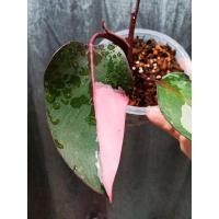 ราคา ฟิโลเดนดรอน พิงค์ ปริ๊นเซส ไม้ยอดPhilodendron Pink Princess เจ้าหญิงสีชมพู (13983288736)