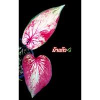 ราคา ม้าแก้ว(บอนสีบอนเก่าราคาเบาๆ) (16596513955)