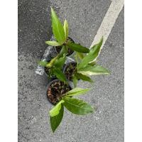ราคา ต้นโชคเก้าชั้น คละต้น โชคเก้าชั้น / Anthurium​ Renaissance กระถาง 4-6“ (27256887480)