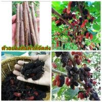 ราคา (ขาย กิ่งพันธุ์) กิ่ง ต้น หม่อน เชียงใหม่ ต้นหม่อน เบนซ์ Mulberry มัลเบอร์รี่ (5570021234)
