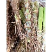 ราคา ท่อนพันธุ์หญ้าหวานอิสราเอล 20 ท่อน (43166545419)