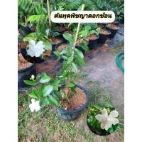 ราคา ต้นพุดพิชญาดอกซ้อน พุดพิชญาดอกซ้อน (ตัวใหม่ดอกสวย) (56255500948)