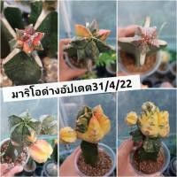 ราคา (เลือกต้นได้)แอสโตร มายริโอด่าง กราฟตอแก้ว cactus/กระบองเพรช (8867012179)