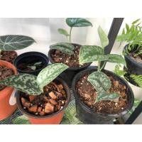 ราคา พลูหัวใจแนบอุรา Scindapsus Exotica (8086382124)