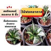 ราคา ไม้ฟอกอากาศ สตรีกเกอร์ ลิ้นมังกรแคระ ด่างขาว ไม้ด่างนอก ลิ้นมังกรด่างขาว กระถาง 5 นิ้ว ไม้ด่าง (16340753552)
