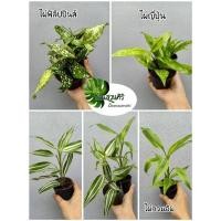 ราคา ไผ่กวมอิม, ไผ่ญี่ปุ่น ,ไผ่ฟิลิปปินส์ ไม้มงคล ใบด่างลายใบสวย เลี้ยงในแสงแดดรำไร (10908574566)