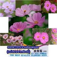 ราคา 80+ เมล็ด เมล็ดดอกดาวกระจายสีชมพูอ่อน (หายาก ปลูกง่าย ดอกสวยสีชมพูอ่อน ดอกชั้นเดียวปลูกในกระถางหรือปลูกประดับในแปลงโชว์) (29588880877)