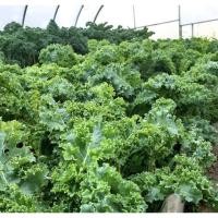 ราคา เมล็ดพันธุ์​ เคลสการ์เล็ต​ ใบหยิก ไดโนซอ 100เมล็ด​ คะน้าเคล Kale (11724822122)