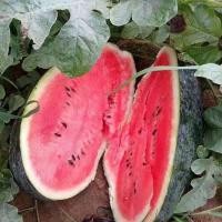ราคา ความงามสีดำยักษ์ Watermelon Seeds for Planting (10 เมล็ด) ซุปเปอร์หวานฉ่ำน้ำเมล็ดแตงโมเมล็ด pa ควัน ตั้งค่าโครงการ (58001654589)