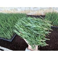 ราคา ยอดโรสแมรี่ตัดสด fresh rosemary herb/500 กรัม (28764914631)
