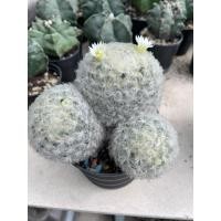 ราคา แมมขนนกขาว กระถาง2” Mammillaria Plumosa แคคตัส กระบองเพชร (29270332608)