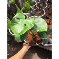 ราคา ต้นไม้ตกแต่งบ้าน ต้นมอนสเตอร่า ไจแอนท์ (5965688700)