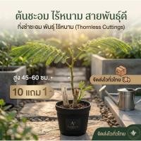 ราคา ต้นชะอมไร้หนาม ผักสวนครัว ไข่ชะอม ดิน ปุ๋ย กระถาง ผักสลัด น้ำพริก เมล็ด กิ่งพันธุ์ ตอนกิ่ง ตำลึง สะเดา ไม้แดดยืน มะเขือ (48259126448)