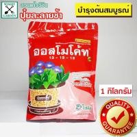 ราคา ออสโมโค้ท ปุ๋ยละลายช้า ถุงขนาด 1 กก.สูตรเสมอ 13-13-13 บำรุงต้น ปุ๋ยล่ะลายช้าสูตรสามเดือน ปุ๋ยสูตรเสมอบำรุงต้น (11538797184)