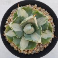 ราคา Cake Cactus Farm ไม้อวบน้ำ กระบองเพชร Agave isthmensis ohi raijin white variegated อะกาเว่ อีสท์เมนซีส โอฮิ ไรจินด่างขาว (9614299398)