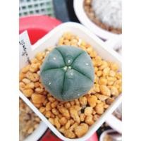 ราคา โลโฟ วิลเลี่ยม Lophophora williamsii (2513242120)
