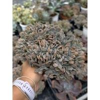 ราคา กุหลาบหิน ไม้อวบน้ำ echeveria cubic frost hybrid cristata | succulent echeveria (53566094319)