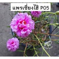 ราคา แพรเซี่ยงไฮ้ 1บาท คุณนายตื่นสาย แยกสี คุณนายแหวนเพชร สีแดง สีเหลือง สีชมพู ต้นไม้ ดอกไม้ (3141748608)
