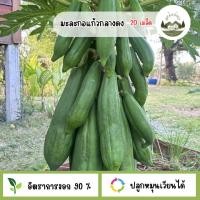 ราคา มะละกอสายพันธุ์แก้วกลางดง 20 เมล็ด (50709343103)