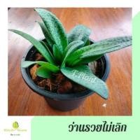 ราคา ต้นว่านรวยไม่เลิก ไม่ประดับ ไม้มงคล ไม้ฟอกอากาศ กระถาง 5-8นิ้ว จัดส่งพร้อมกระถาง (13729672891)