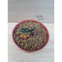 ราคา ต้นกระบองเพชร-ยิมโนแอมซิไอ,แม่ลูกดกด่าง,ลูกชุบ-40บาท (6067355398)