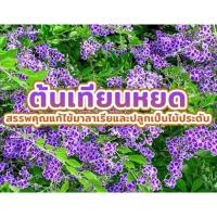 ราคา ต้นเทียนหยด (Golden Dewdrop) เป็นไม้พุ่มประดับยอดนิยมที่ออกดอกสีม่วงหรือสีขาวตลอดทั้งปี ดูแลง่าย โตเร็ว (56410732433)