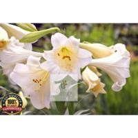 ราคา (10ชิ้น)FRESH MADONNA LILLIES 单头百合(หอม) Cameron Highlands ดอกไม้สด (20880113390)