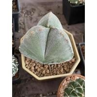 ราคา มาริโอ้ 3 พู หัวใจ ไซต์แม่พันธุ์อายุมากกว่าสามปี /Myriostigma tricostatum (Astrophytum myriostigma var. tricostatum) (21983220819)
