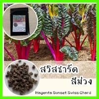 ราคา พร้อมส่ง ❗ รหัส 084 เมล็ดพันธุ์แท้ OP แท้ สวิสชาร์ตสีม่วง - Magenta Sunset Swiss Chard สวิสชาร์ด สวิสชาร์ต (9838214371)