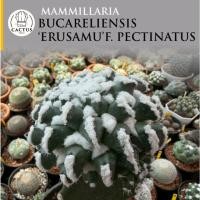 ราคา Mammillaria bucareliensis ‘Erusamu’ f. pectinatus แมมอิรุซามุขีดไม้กราฟ (55464324829)