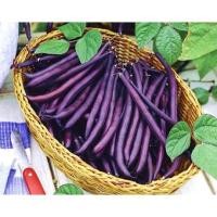 ราคา 1.เมล็ด ถั่วแขก สีม่วง ( Purple Bush Bean ) บรรจุ 12 เมล็ด (46906774694)