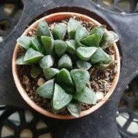ราคา ฮาโวเทีย ไม้อวบน้ำ succulent (456536819)