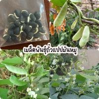 ราคา เมล็ดพันธุ์ถั่วแปบ มันหมู ผักพื้นบ้าน ถั่วแปบขาว (20เมล็ด) (20572494096)