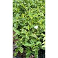 ราคา พุดกุหลาบ (Phud Ku Lhab)ต้นพุดซ้อน กุหลาบขาว ใบด่าง (Variegated Gerdenia) พุดซ้อนใบด่าง ดอกเหมือนกุหลาบขาว (28006090155)