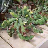 ราคา ยูโฟเบีย Euphorbia opuntioides กระบองเพชร ไม้อวบน้ำ แคคตัส cactus succulent (24436461639)