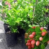 ราคา ต้นมะม่วงหาวมะนาวโห่ มีสรรพคุณทางยา ผลดก ออกผลตลอดปี ต้นสูง40cm.(1 ต้น) (5936962875)