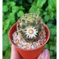 ราคา แมมขนนกเหลือง ดอกสีขาวขีดชมพู Mammillaria schiedeana (5515693073)