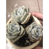 ราคา กุหลาบหิน ไม้อวบน้ำ Succulent Lovely Rose เซ็ท 3 หัว (14741109357)