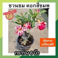 ราคา ต้นชวนชม ดอกสีชมพู กระถาง 6 นิ้ว [แถมปุ๋ยฟรี ] ต้นไม้ฟอกอากาศ ต้นไม้มงคล ต้นไม้เลี้ยงในบ้าน (12590612398)