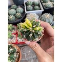 ราคา เมโลด่างเซตคู่ เมโลด่างหนามตะกร้อ Melocactus curvispinus Sedd grow (24484463612)