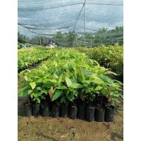 ราคา ต้นโกโก้สายพันธุ์ชุมพร 1 ชุด 10ต้น ความสูง20-25ซม (12587888565)