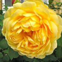 ราคา 20 เมล็ด กุหลาบ อังกฤษ พันธุ์เลื้อย สีเหลือง กุหลาบดอกใหญ่ Rose seeds (8675639744)