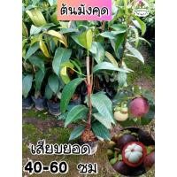 ราคา ต้นมังคุด มังคุด เสียบยอด (23689737493)