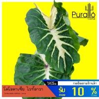 ราคา บอน โคโลคาเซีย ไวท์ลาวา Colocasia white lava #Colocasia #ต้นไม้ด่าง (10673329241)